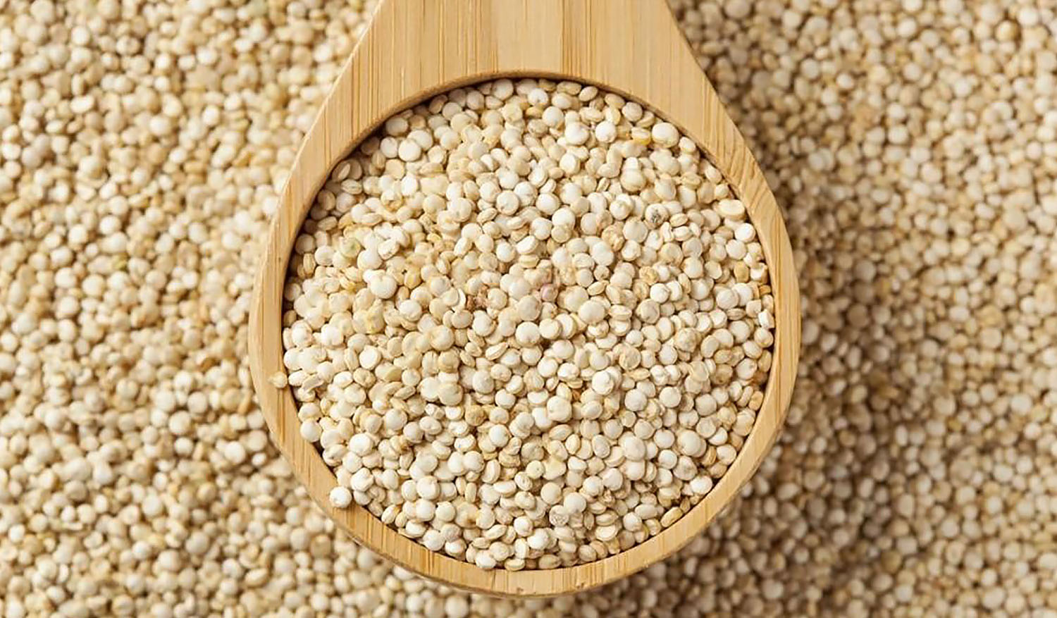 Quinoa Grains - Bulk sale